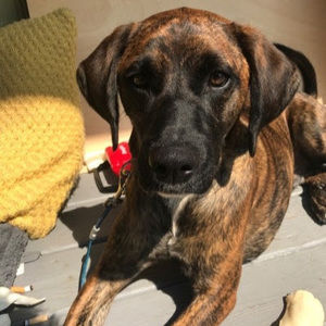 Meet your Posher, Kitrino